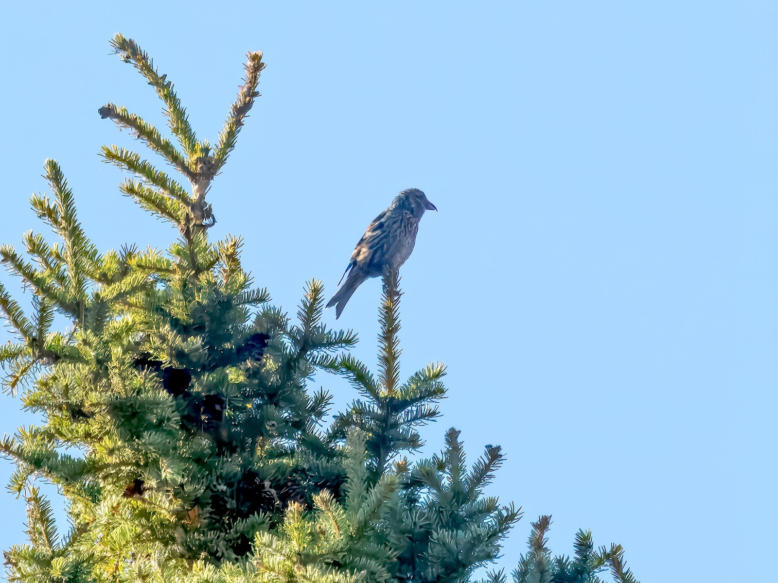 White-winged Crossbill