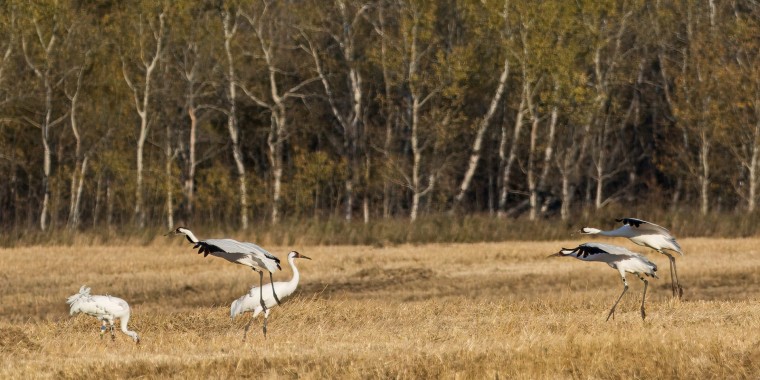 Saskatchewan Whooping Cranes with Canadian Geographic (Oct 4 - 9, 2024)