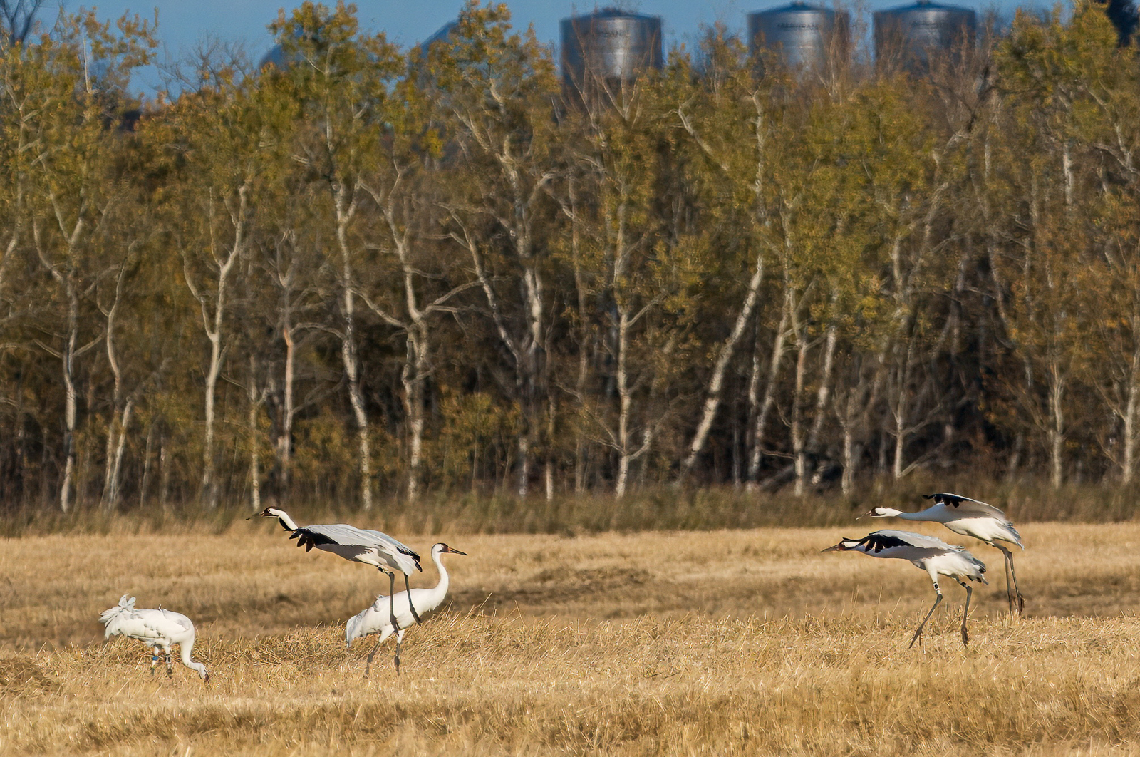 Whooping Cranes