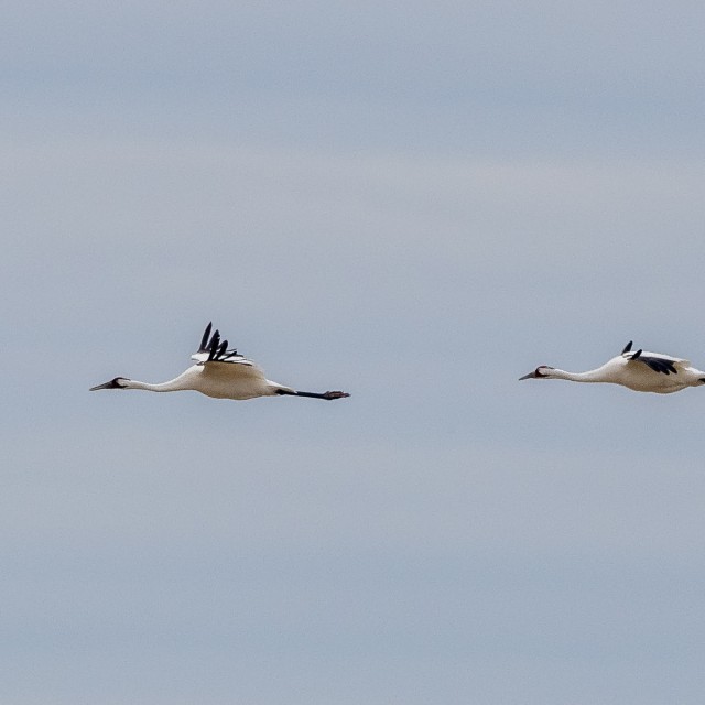 Whooping Cranes flying