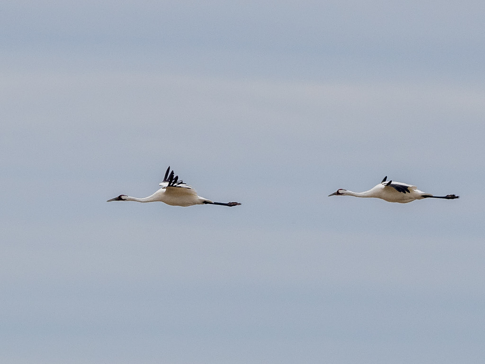 Whooping Cranes flying