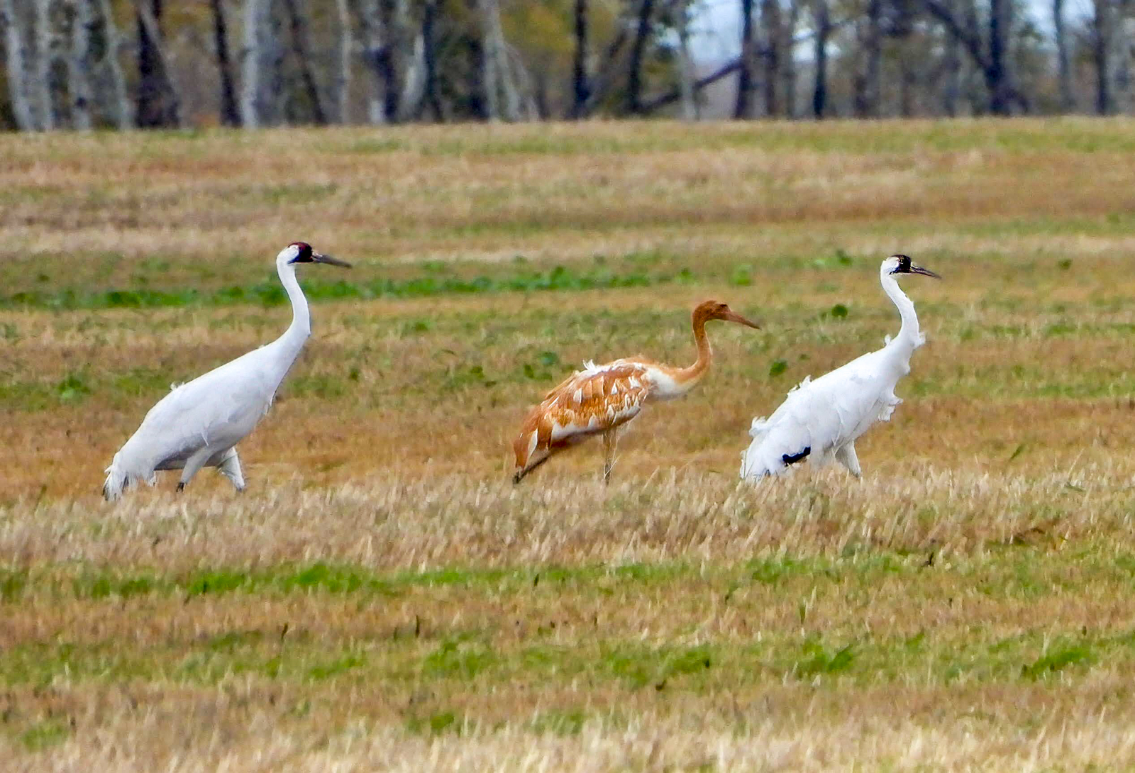 Whooping Crane with colt
