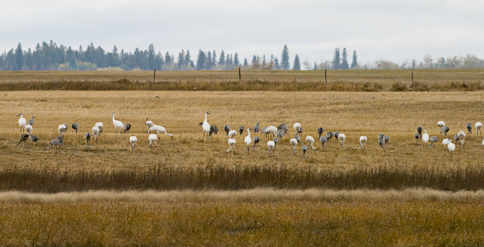 Whooping and Sandhill Cranes