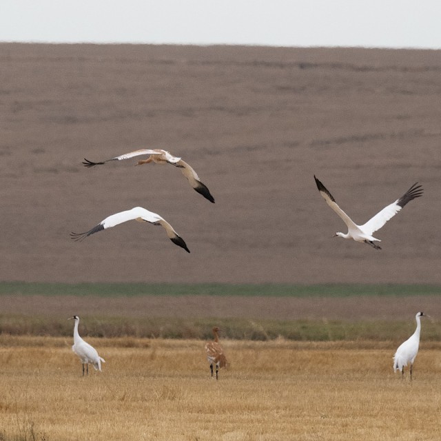 Whooping Cranes in Saskatchewan