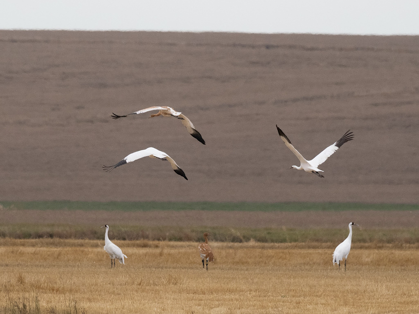 Whooping Cranes in Saskatchewan