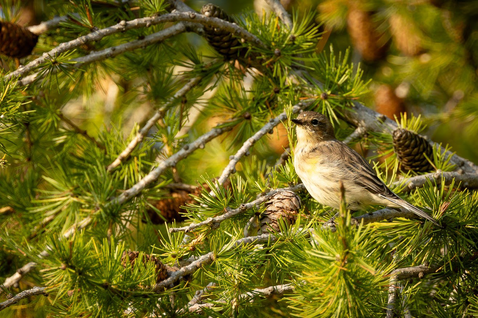 Yellow-rumped Warbler