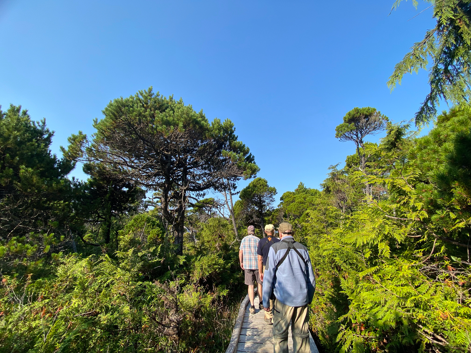 Birding Shorepine Bog Trail