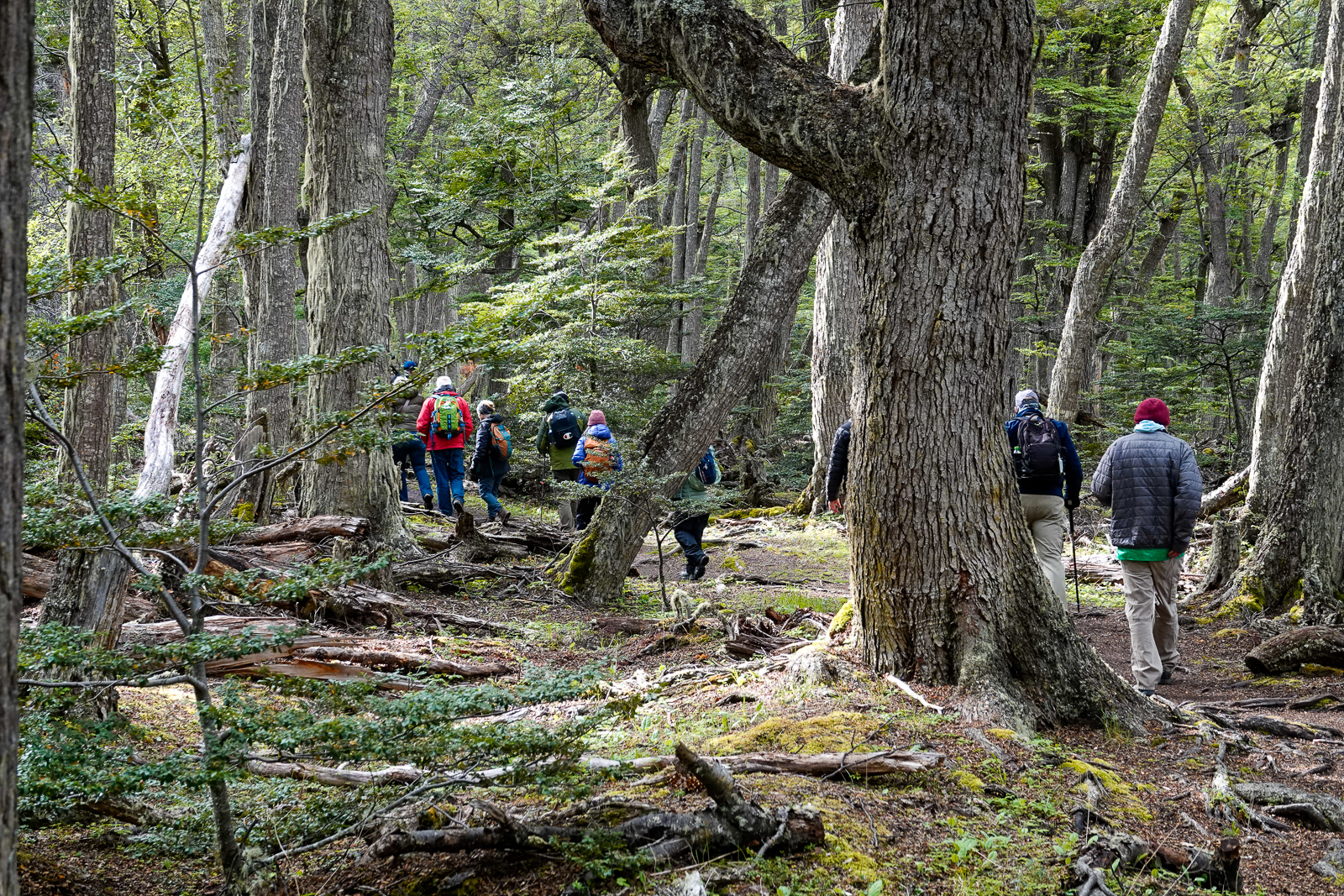 Southern beech forest at Tierra del Fuego National Park