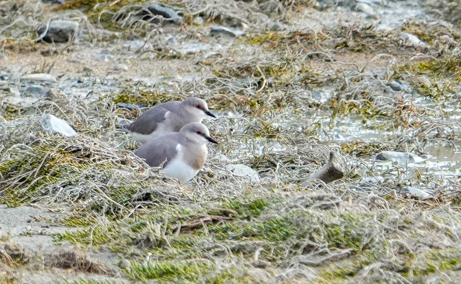 Pair of Magellanic Plovers