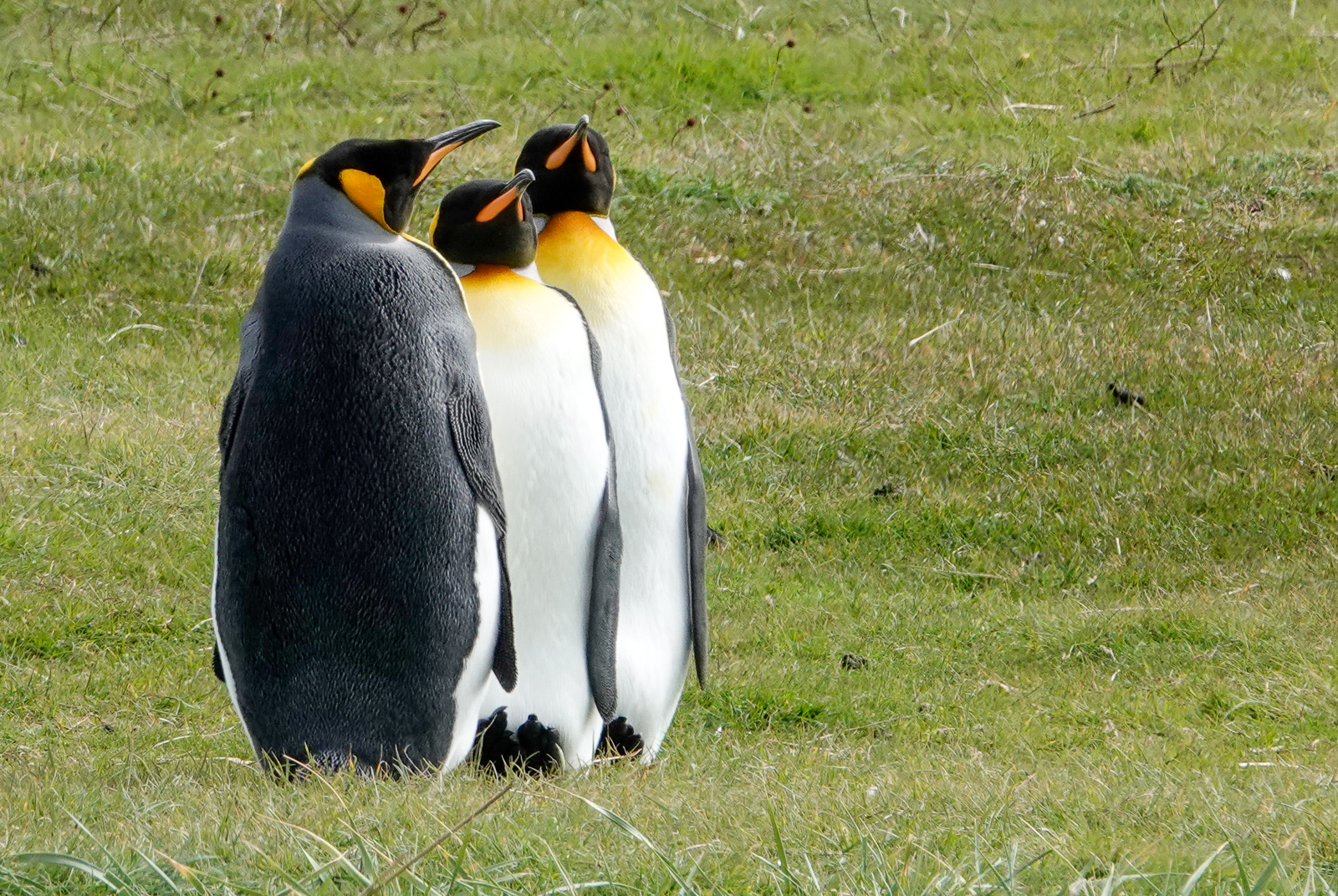 King Penguins
