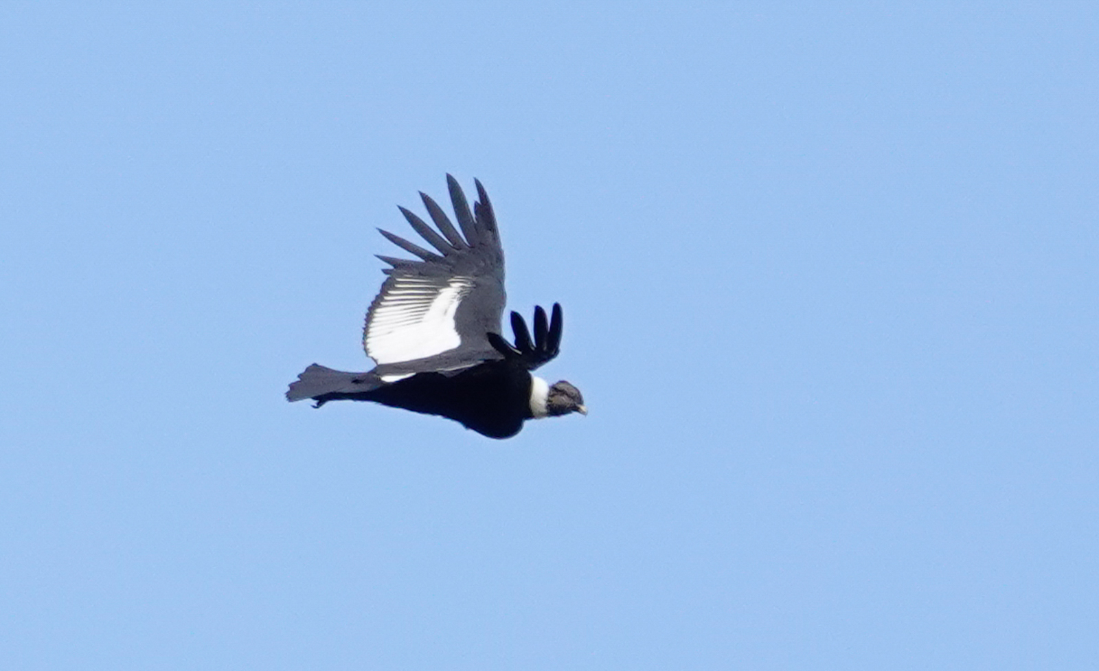 Andean Condor
