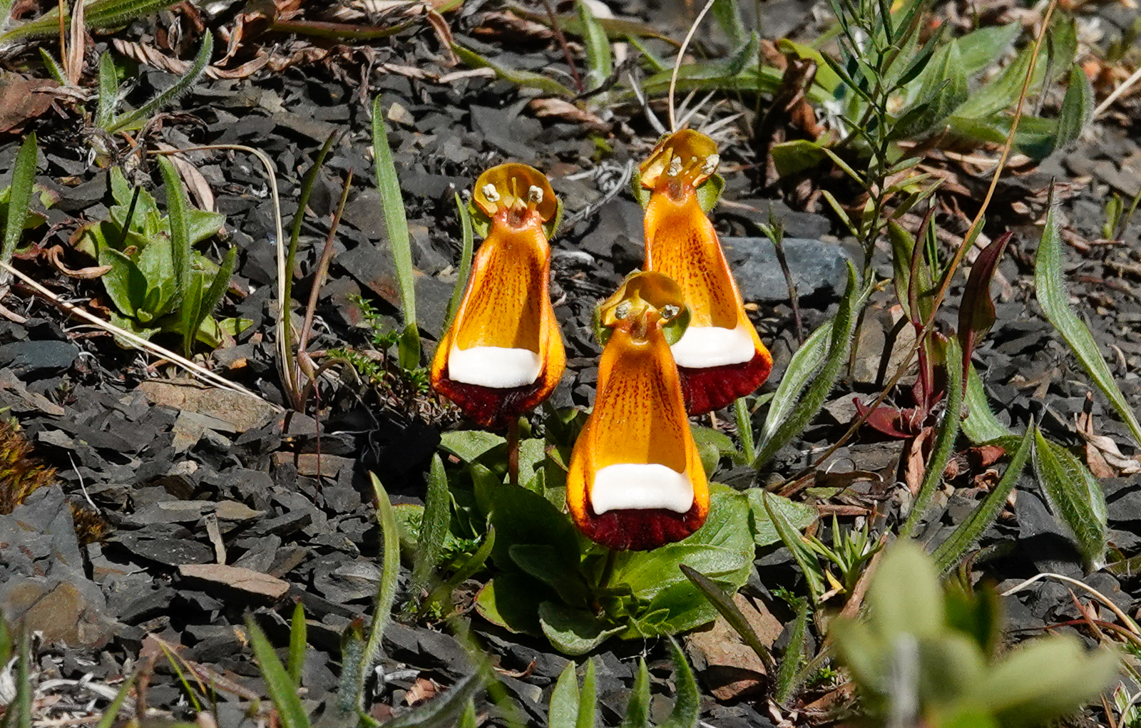 Darwin's Slipper Orchids