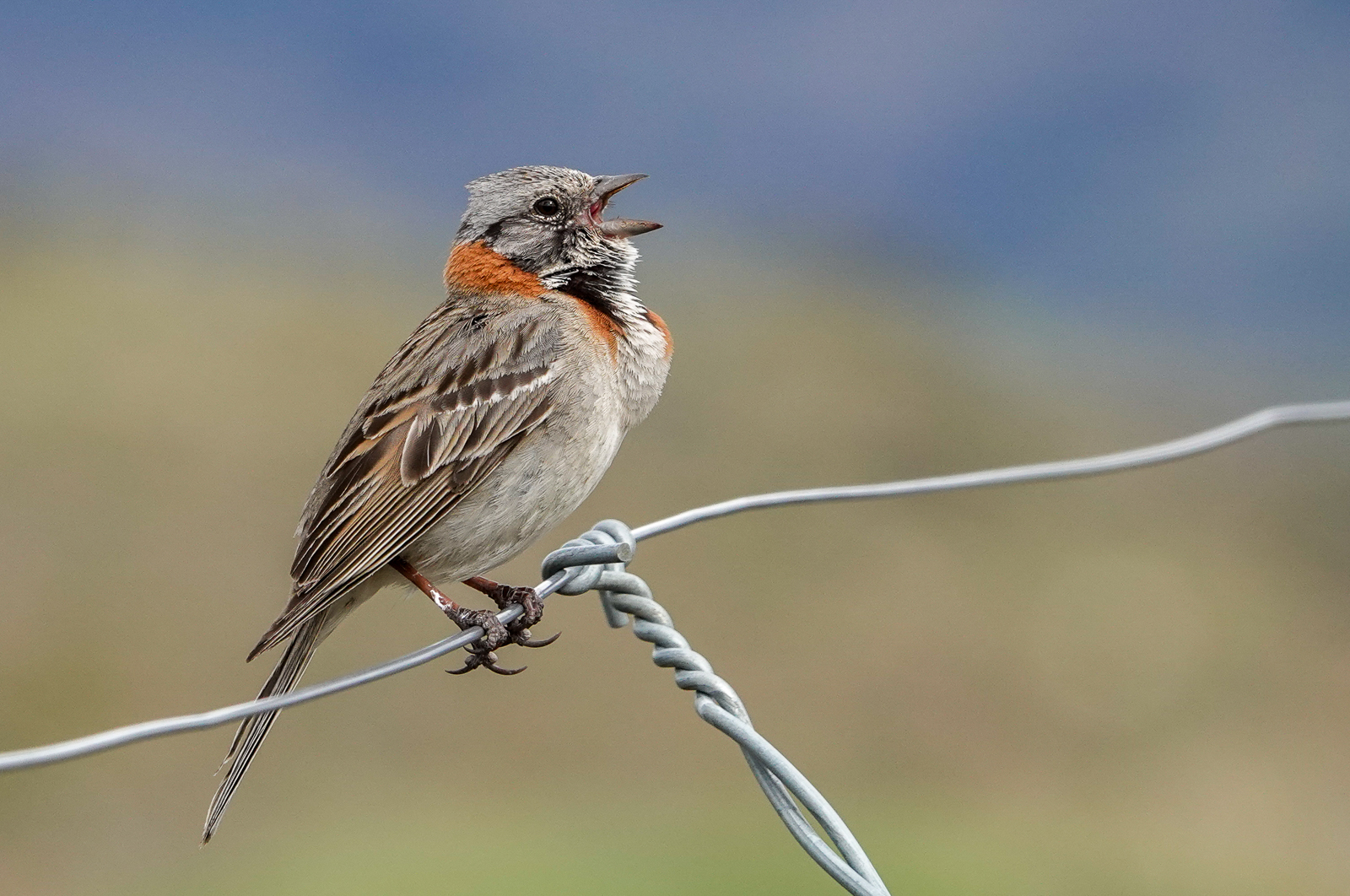 Rufous-collared Sparrow