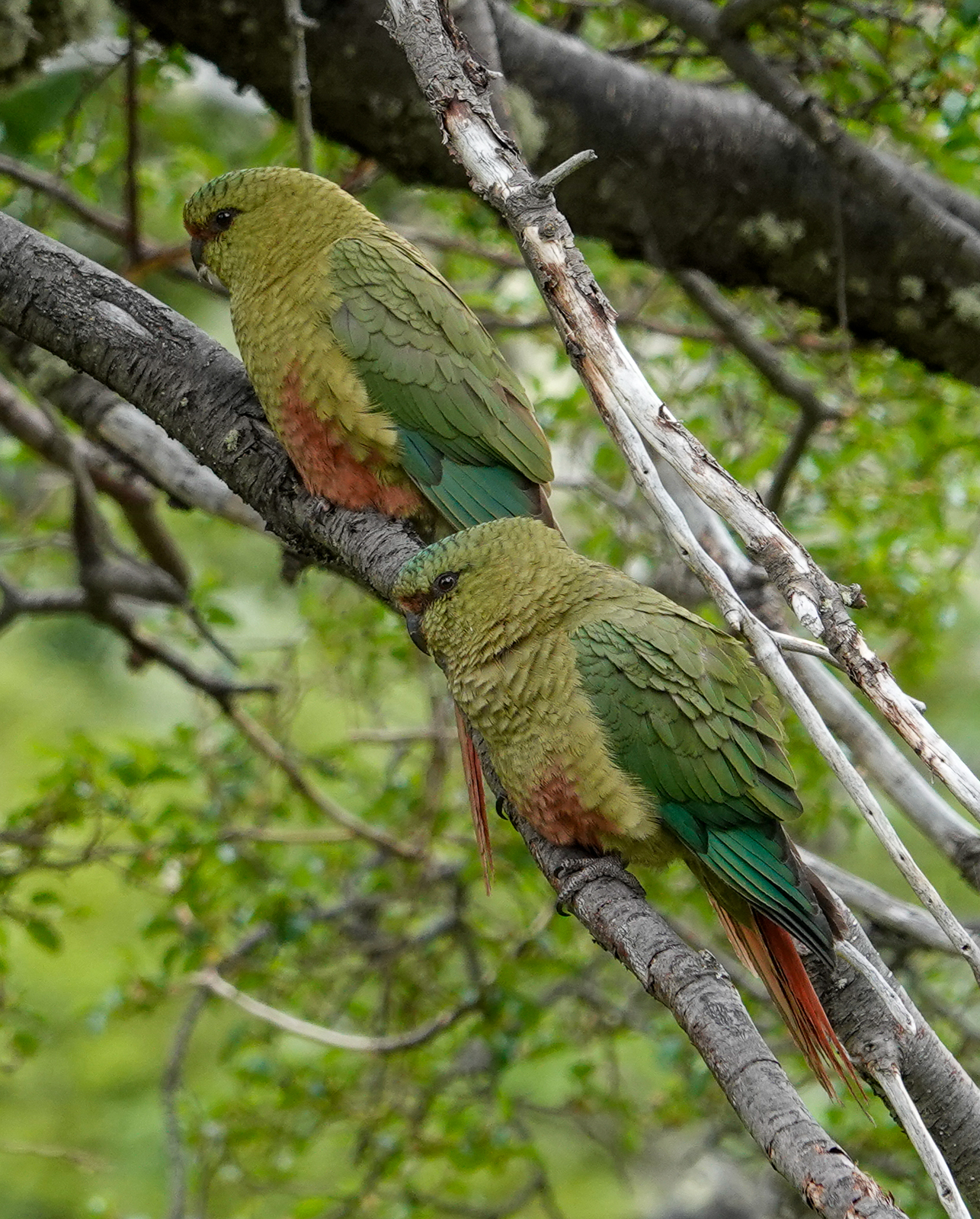 Austral Parakeets