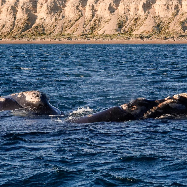Southern Right Whale