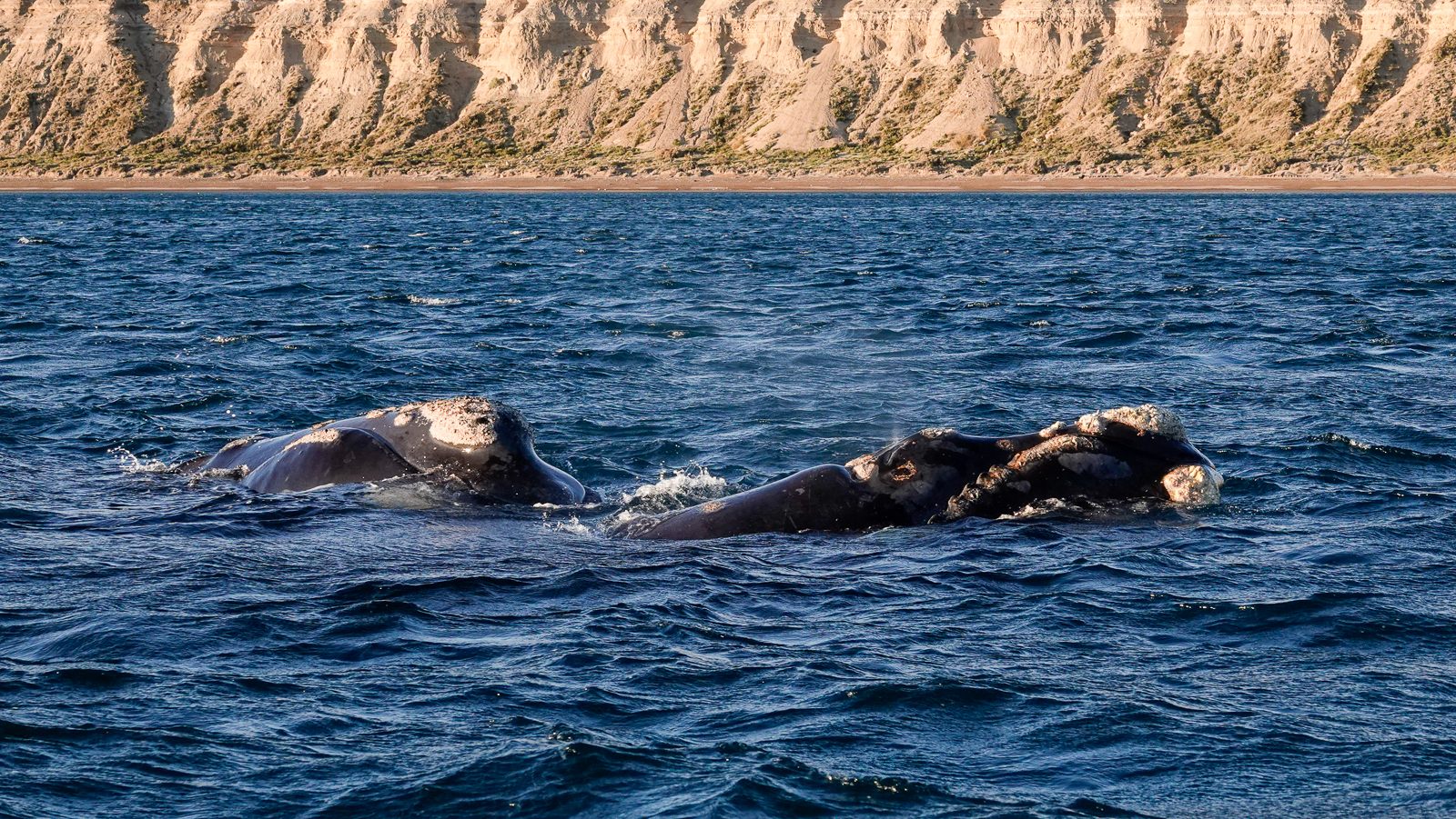 Southern Right Whale