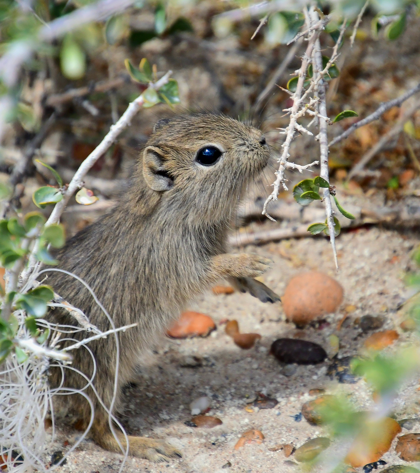 Southern Dwarf Cavy