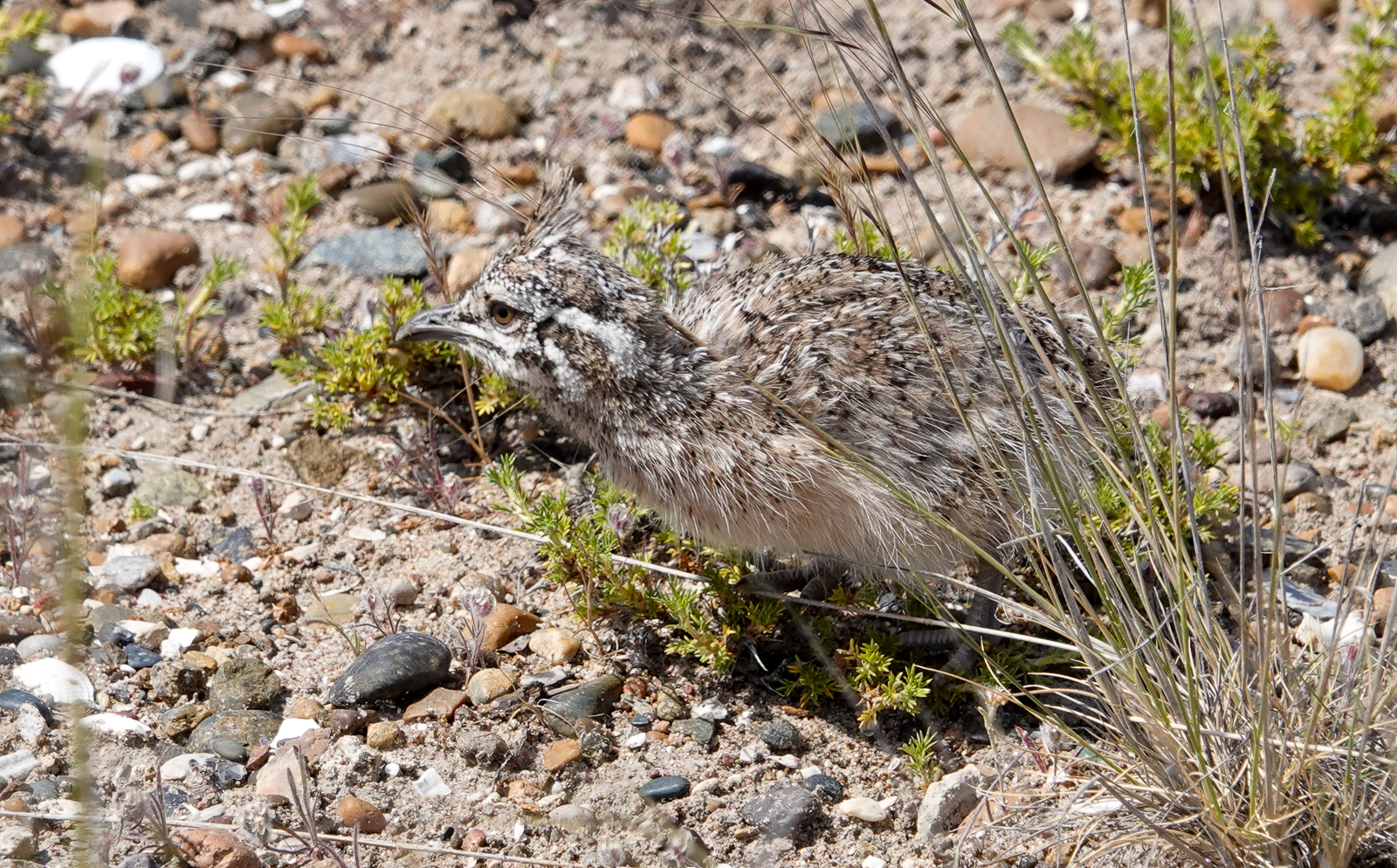 Elegantly Crested- Tinamou