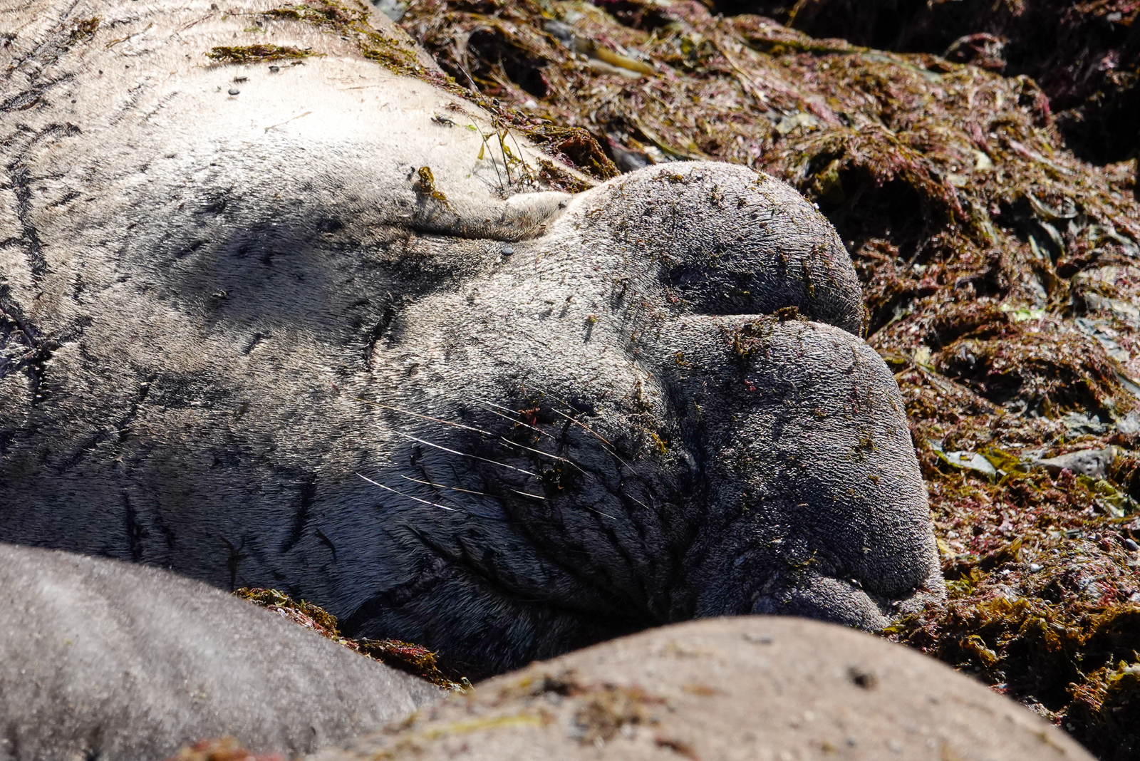 Elephant Seal