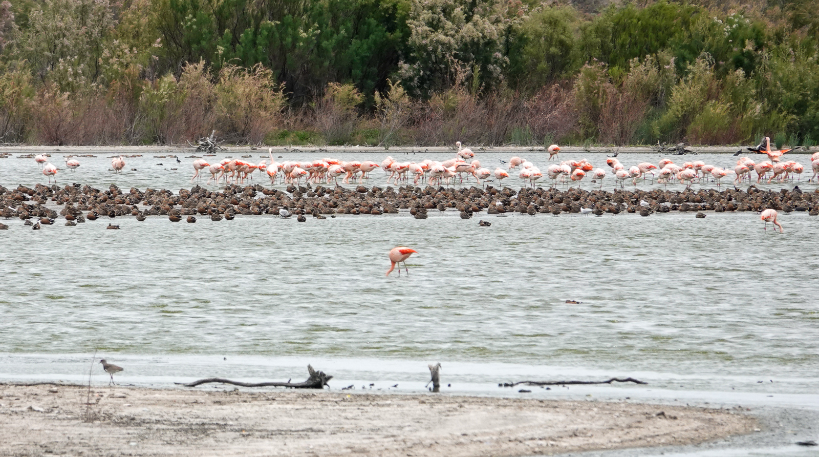 Waterfowl and flamingos at Laguna Ornitologos