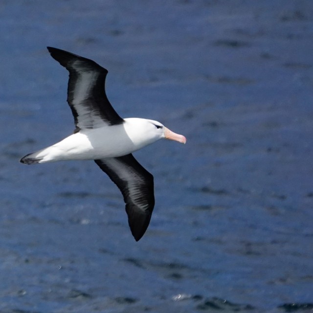 Black-browed Albatross