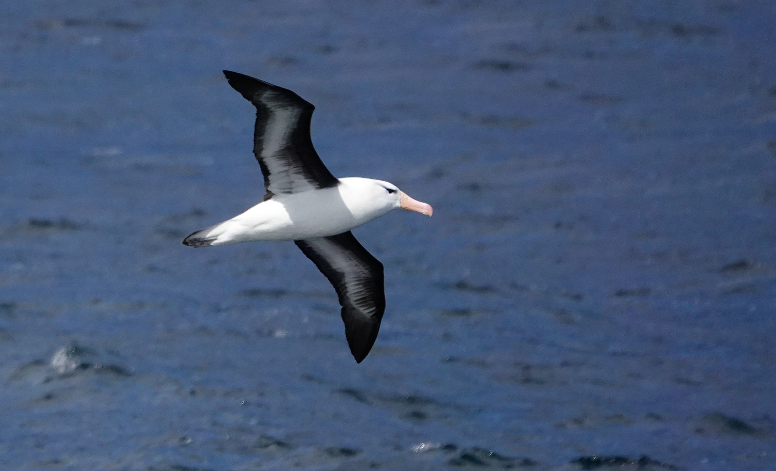 Black-browed Albatross