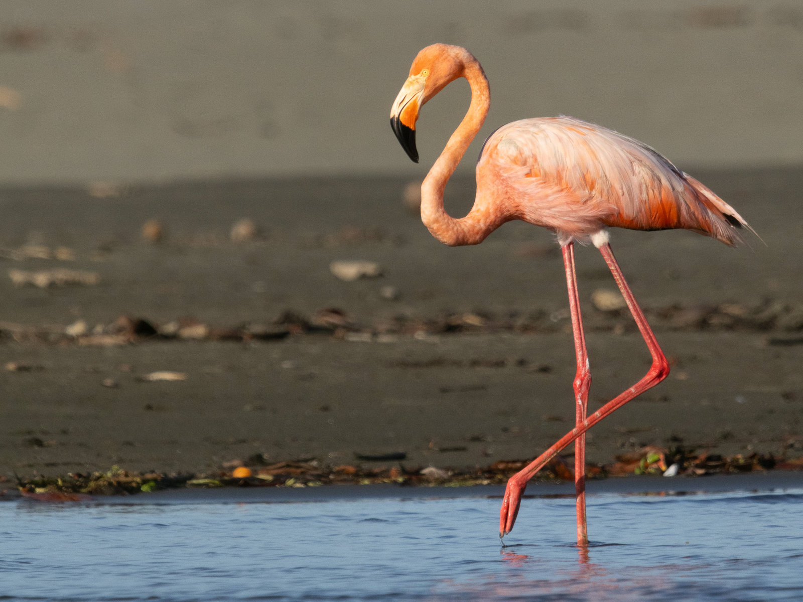 American Flamingo