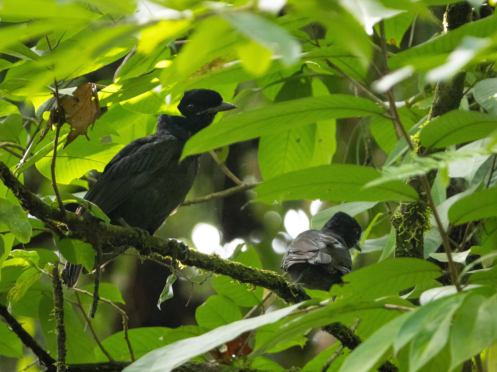 Bare-necked Umbrellabird