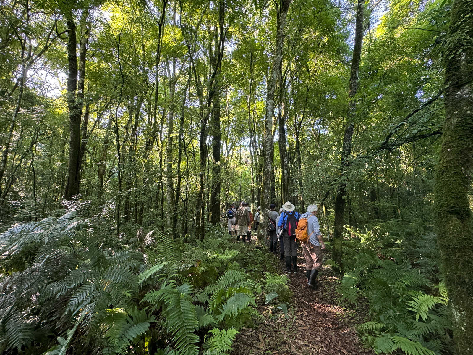 Birding group in Iguazu