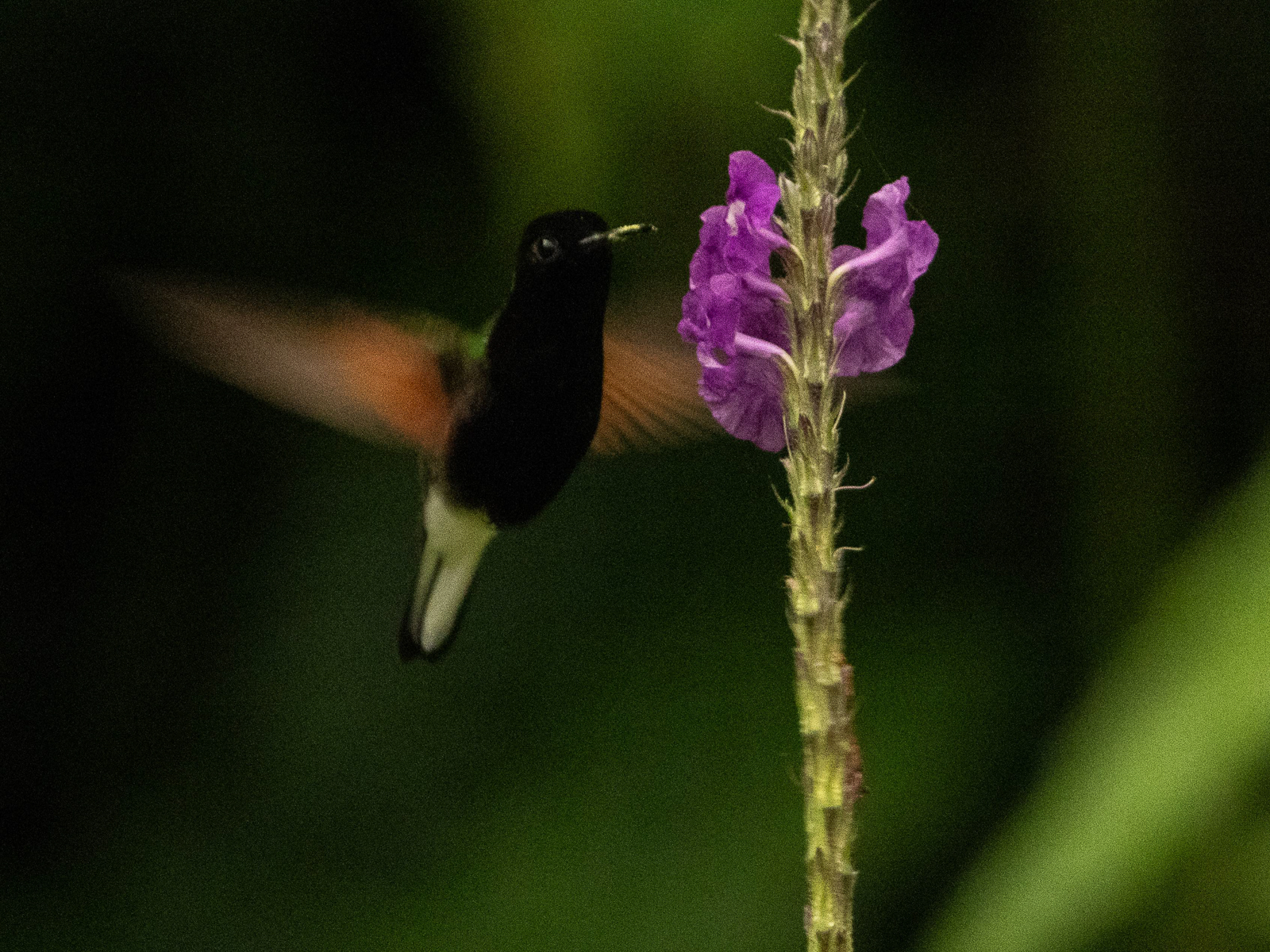 Black-bellied Hummingbird