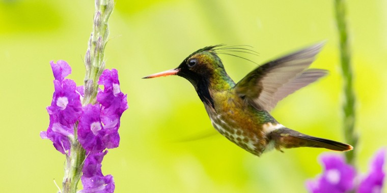 Costa Rica: Caribbean Mountains to Coast Trip Report (Oct 1 -12, 2024)