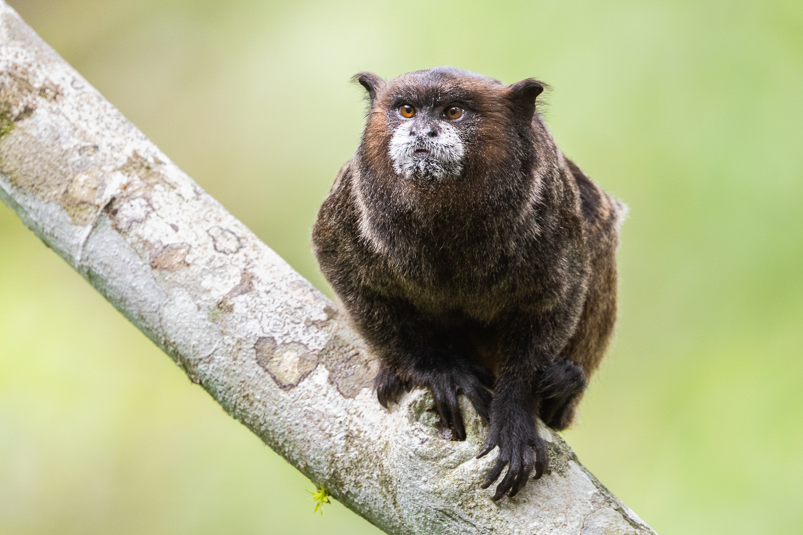 Black-mantled Tamarin