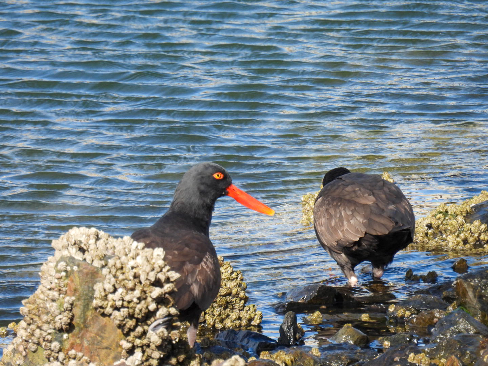Blackish Oystercatcher