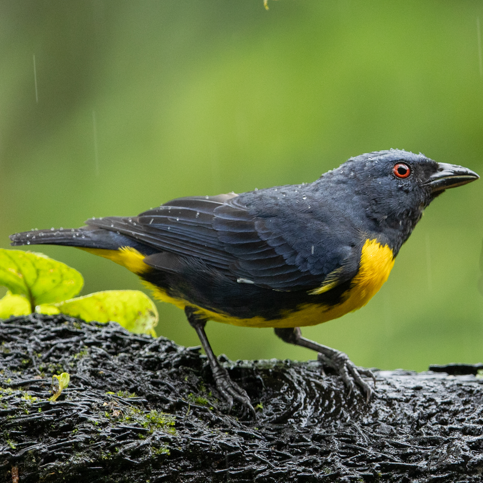 Blue-and-gold Tanager