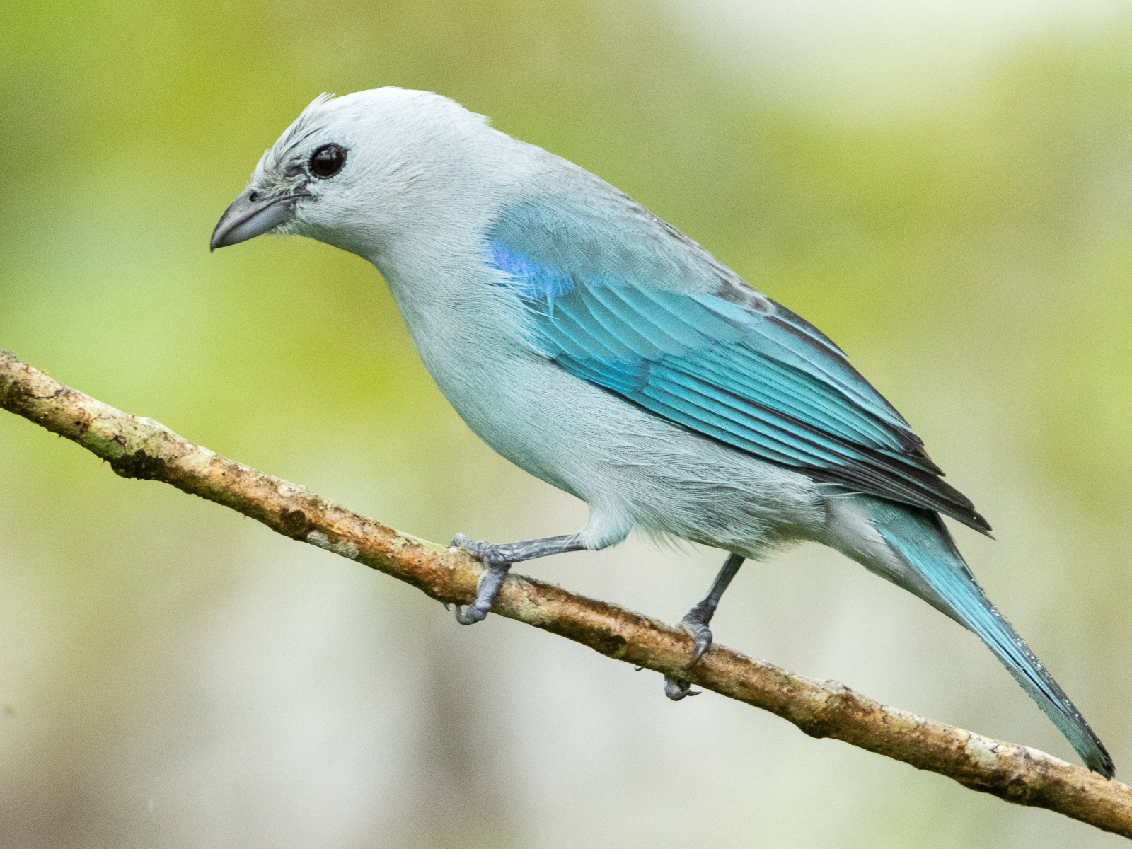 Blue-gray Tanager 