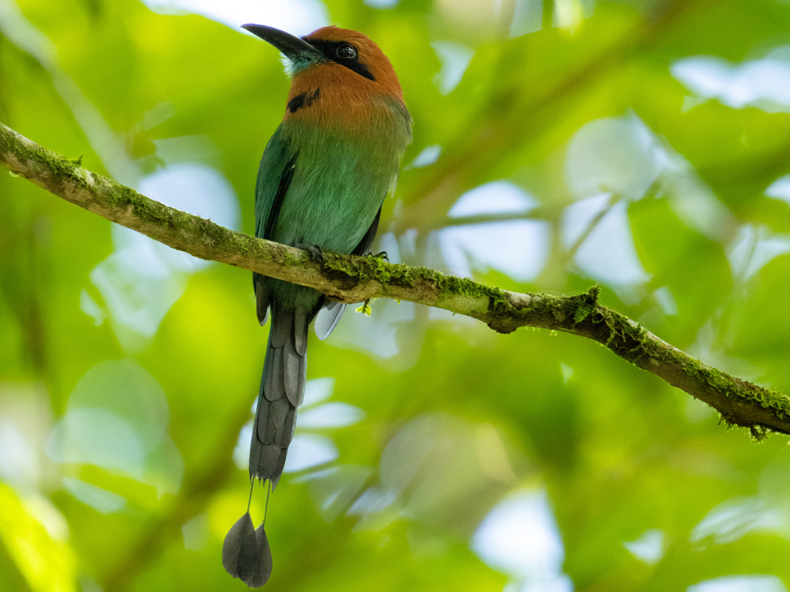 Broad-billed Motmot
