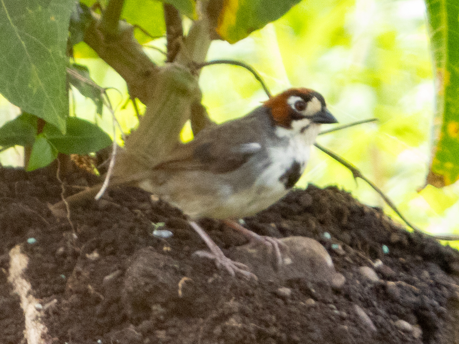 Cabanis's Ground Sparrow