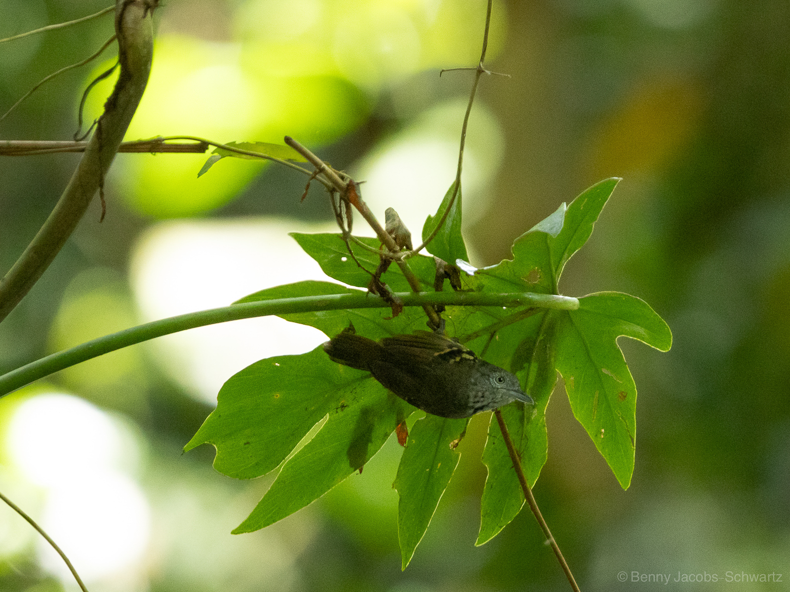 Checker-throated Stipplethroat