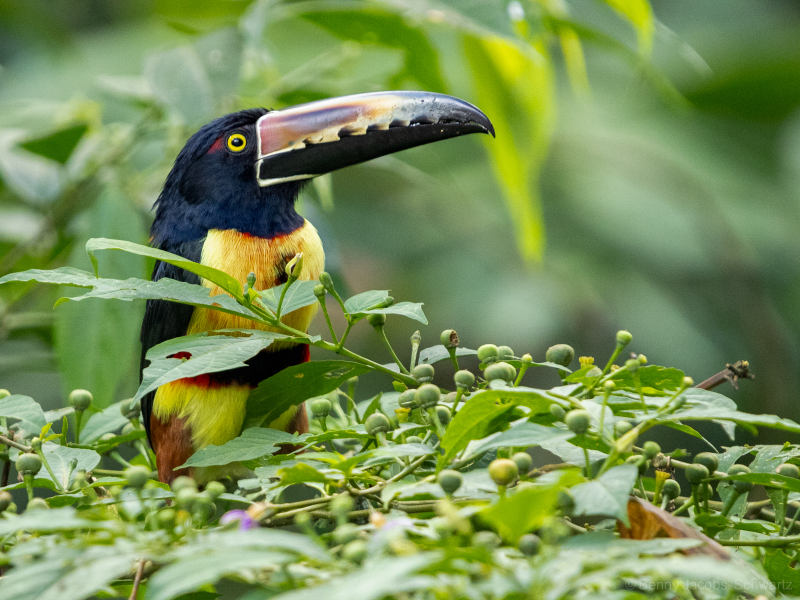 Collared Aracari
