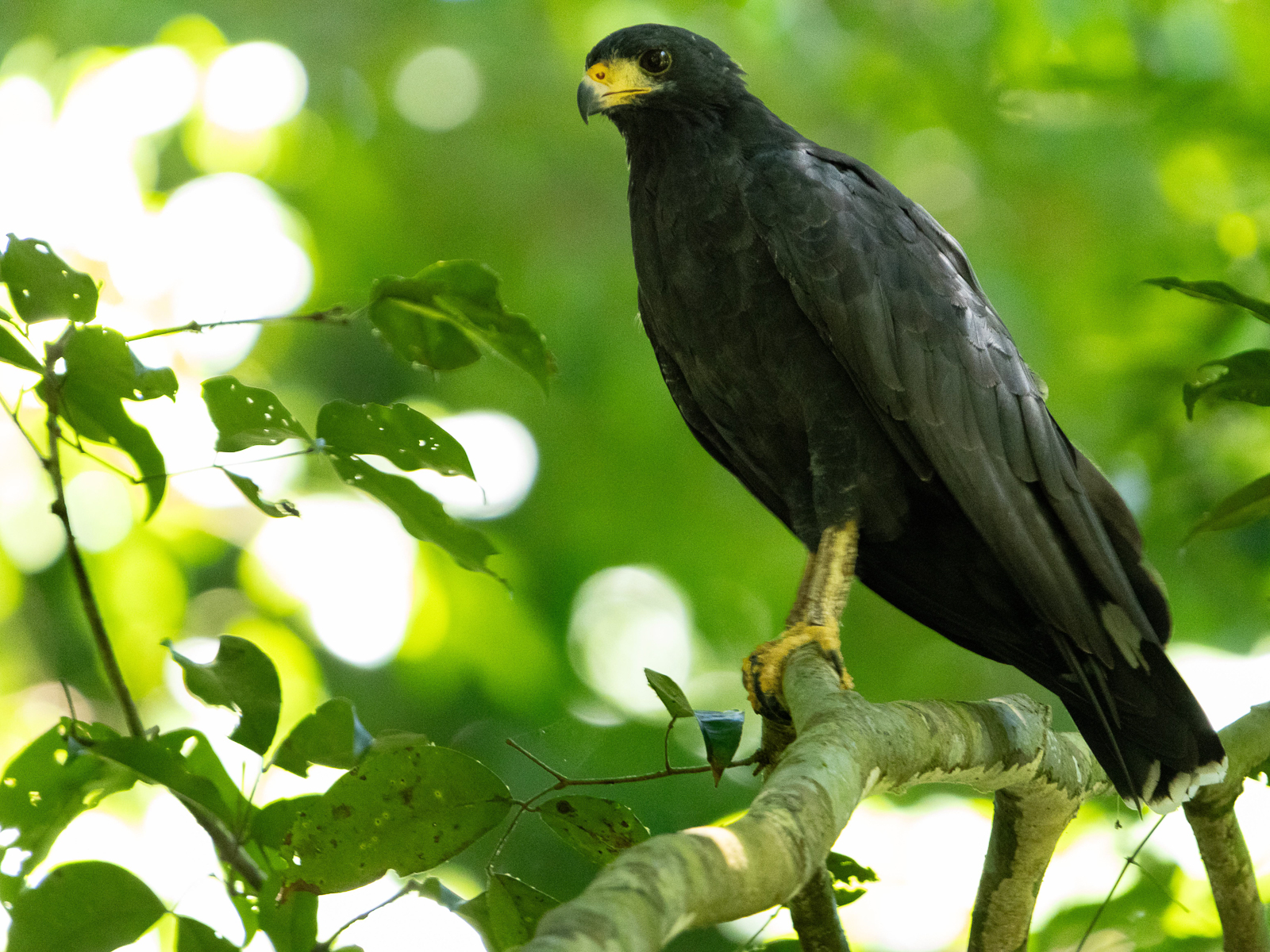 Common Black Hawk