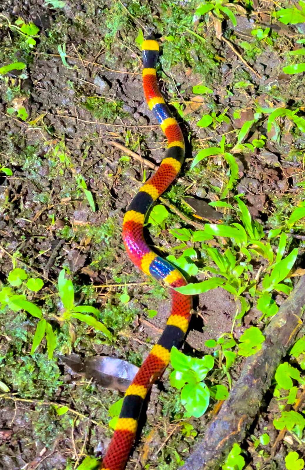 Costa Rican Coral Snake