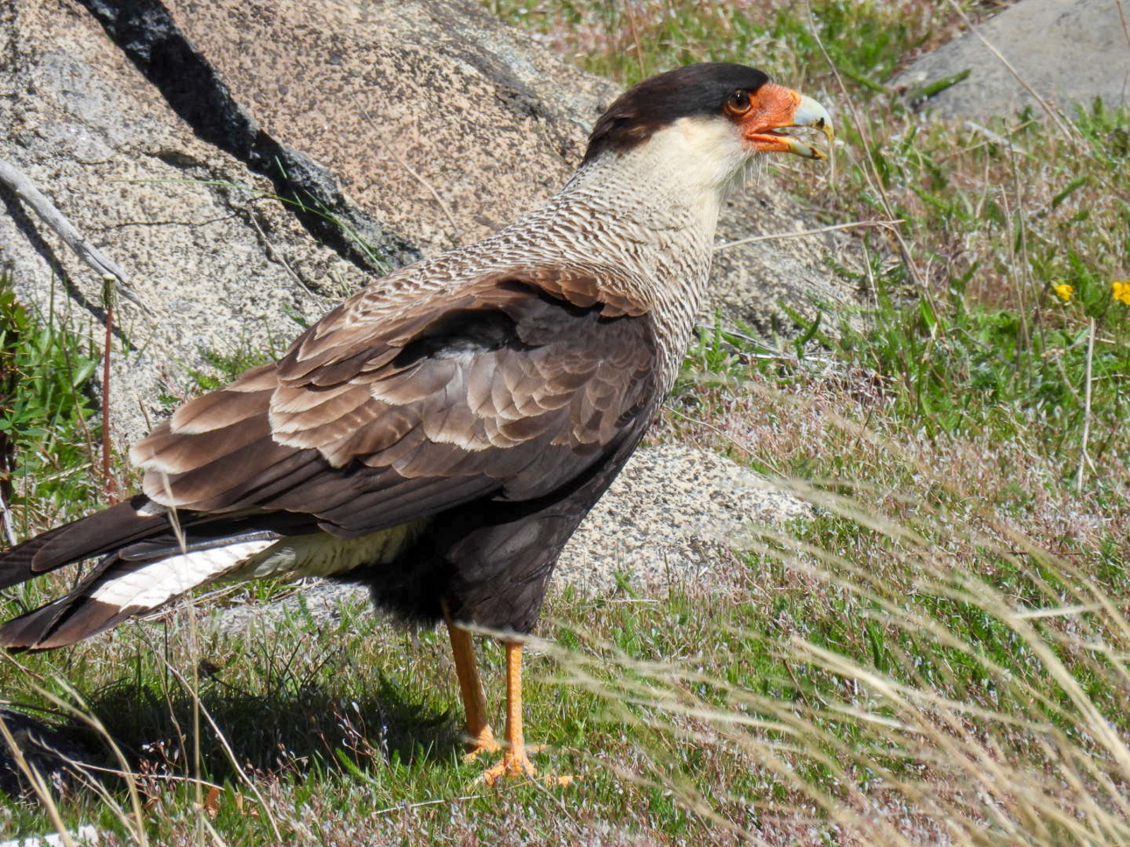 Crested Caracara