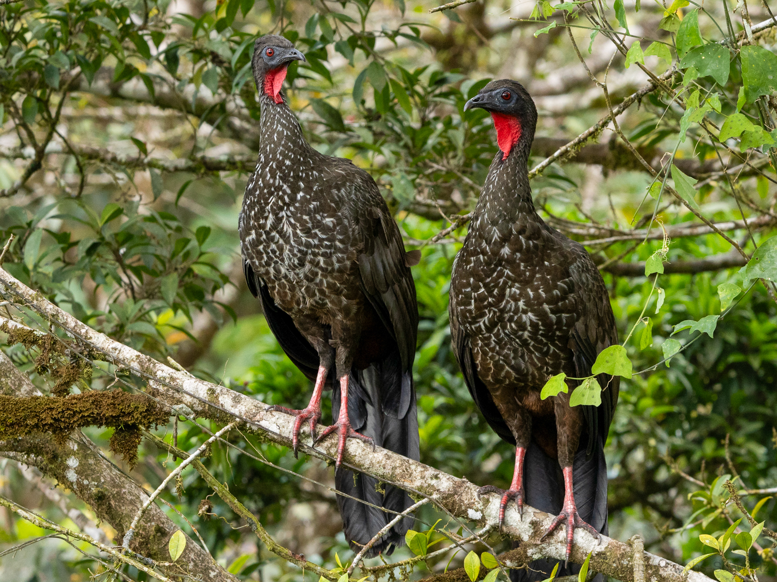 Crested Guan