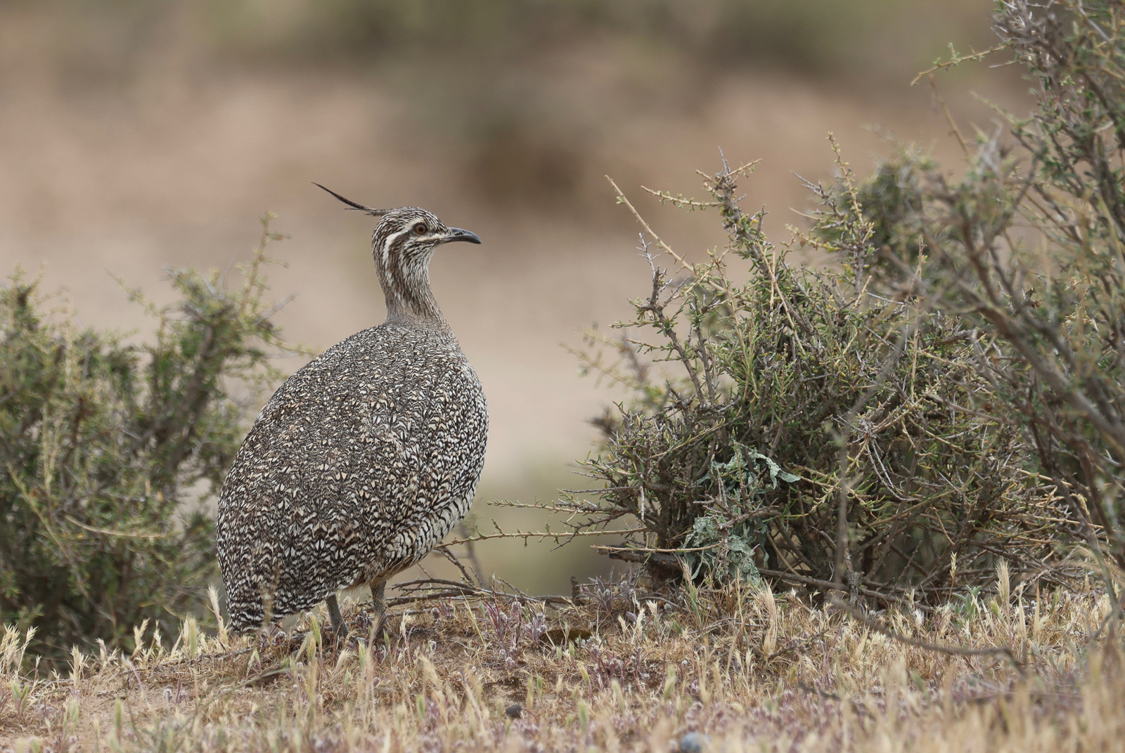 Elegant-crested Tinamou