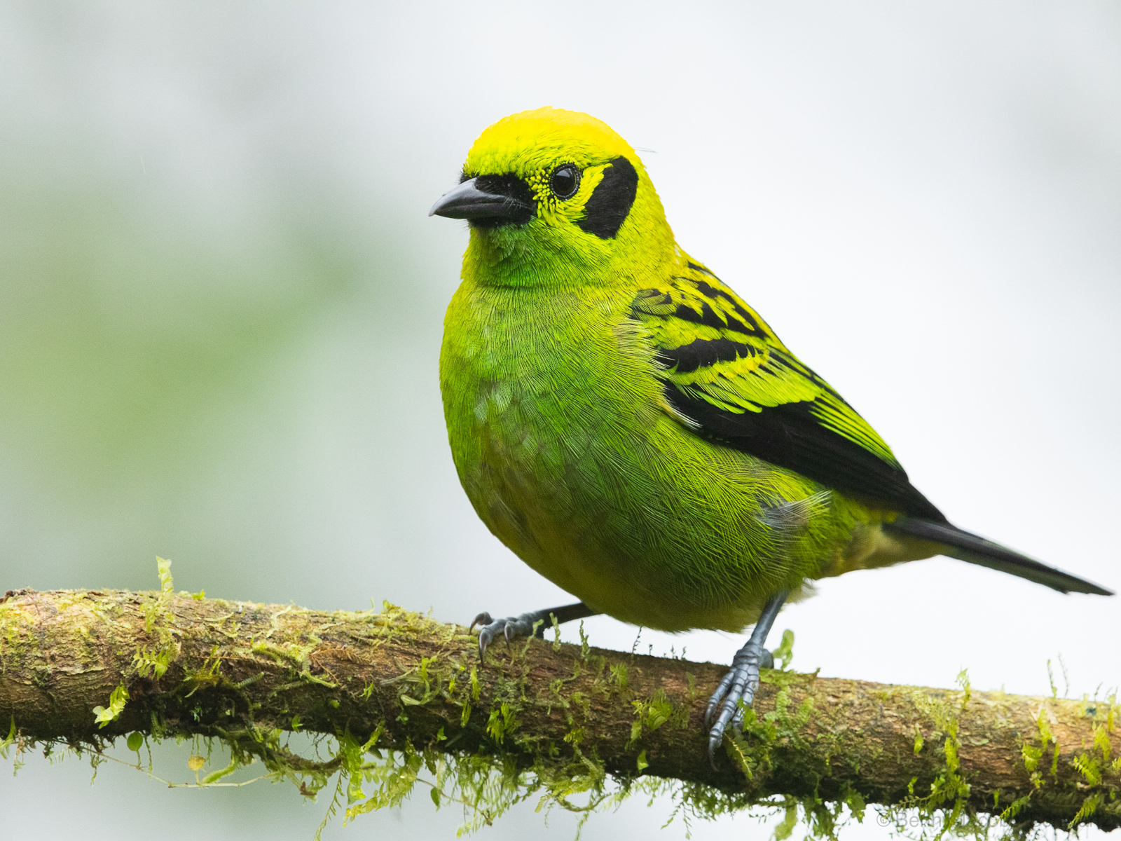 Emerald Tanager