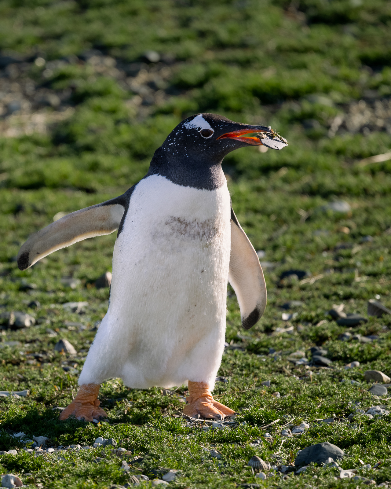 Gentoo Penguin