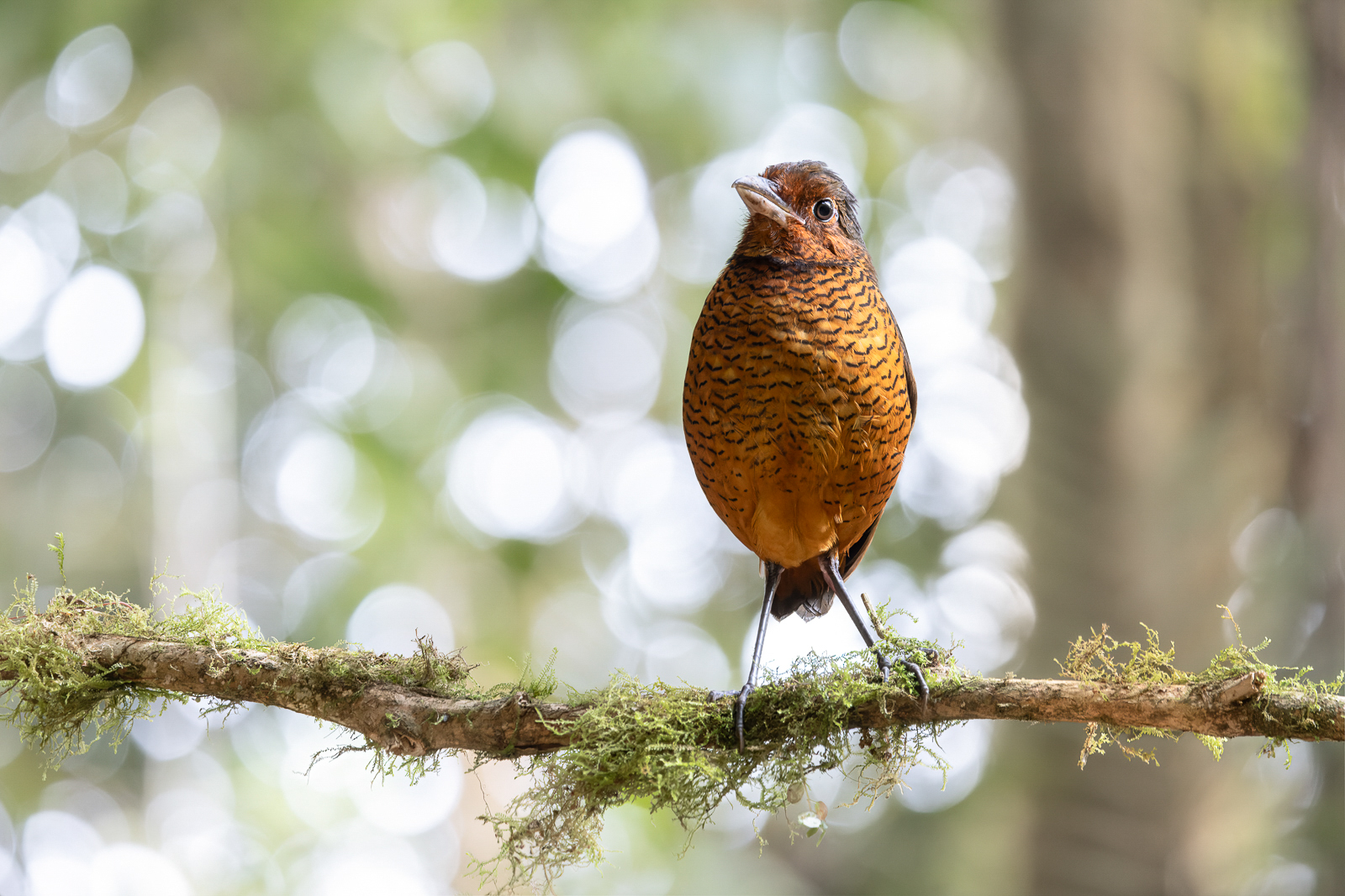 Giant Antpitta