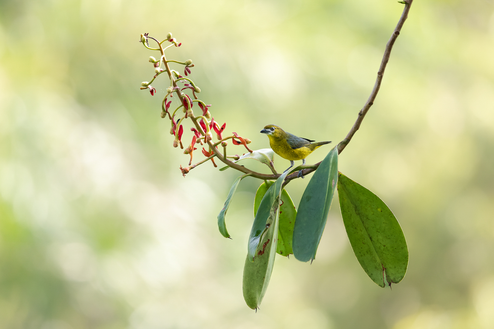 Golden-bellied Euphonia