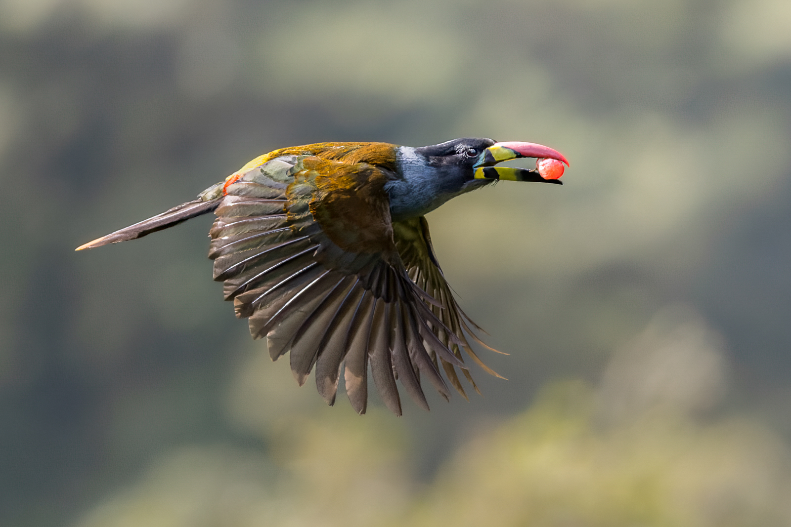 Gray-breasted Mountain Toucan