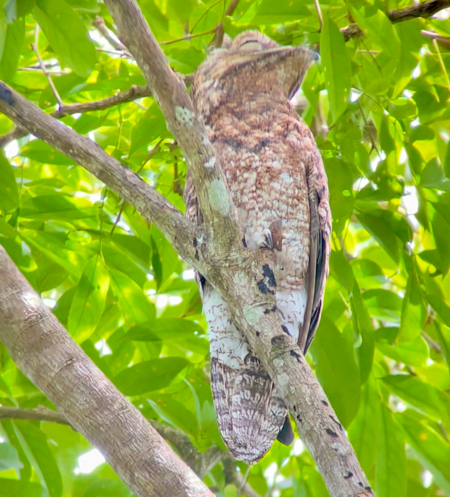 Great Potoo